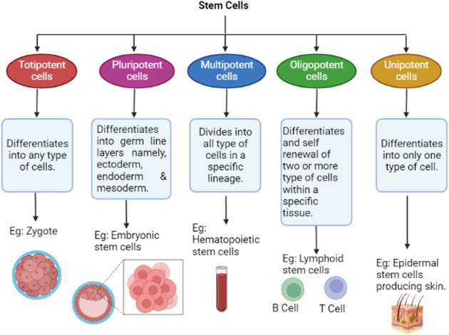 Classification of stem cells.