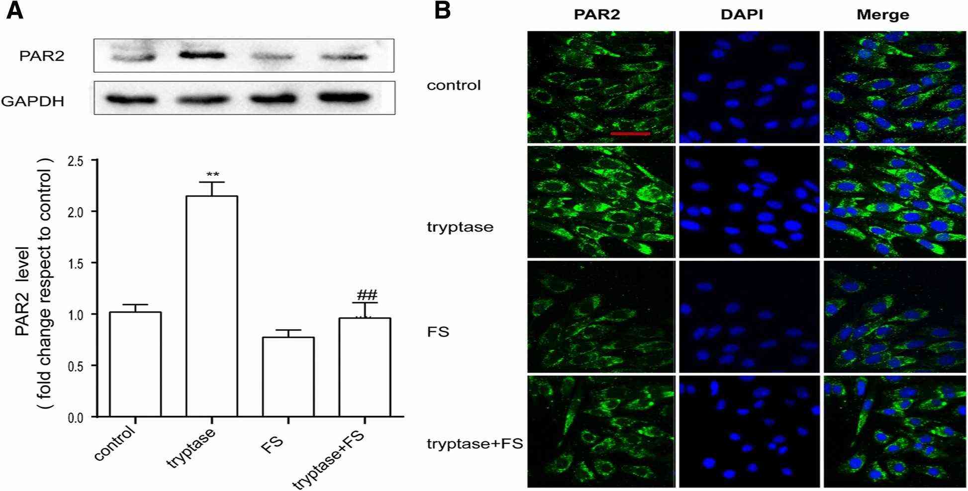 Tryptase has been shown to elevate levels of PAR-2.