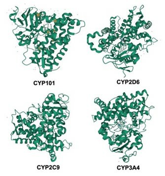 A representative example of known CYP structures.