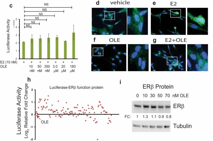 Inhibition of estrogen receptor beta (ERβ) by oleuropein: a natural product screening for selective ERβ inhibitors.
