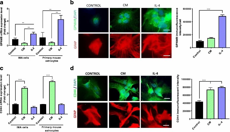Cultured astrocytes show higher levels of GPNMB and CD44 when exposed to various stimuli.