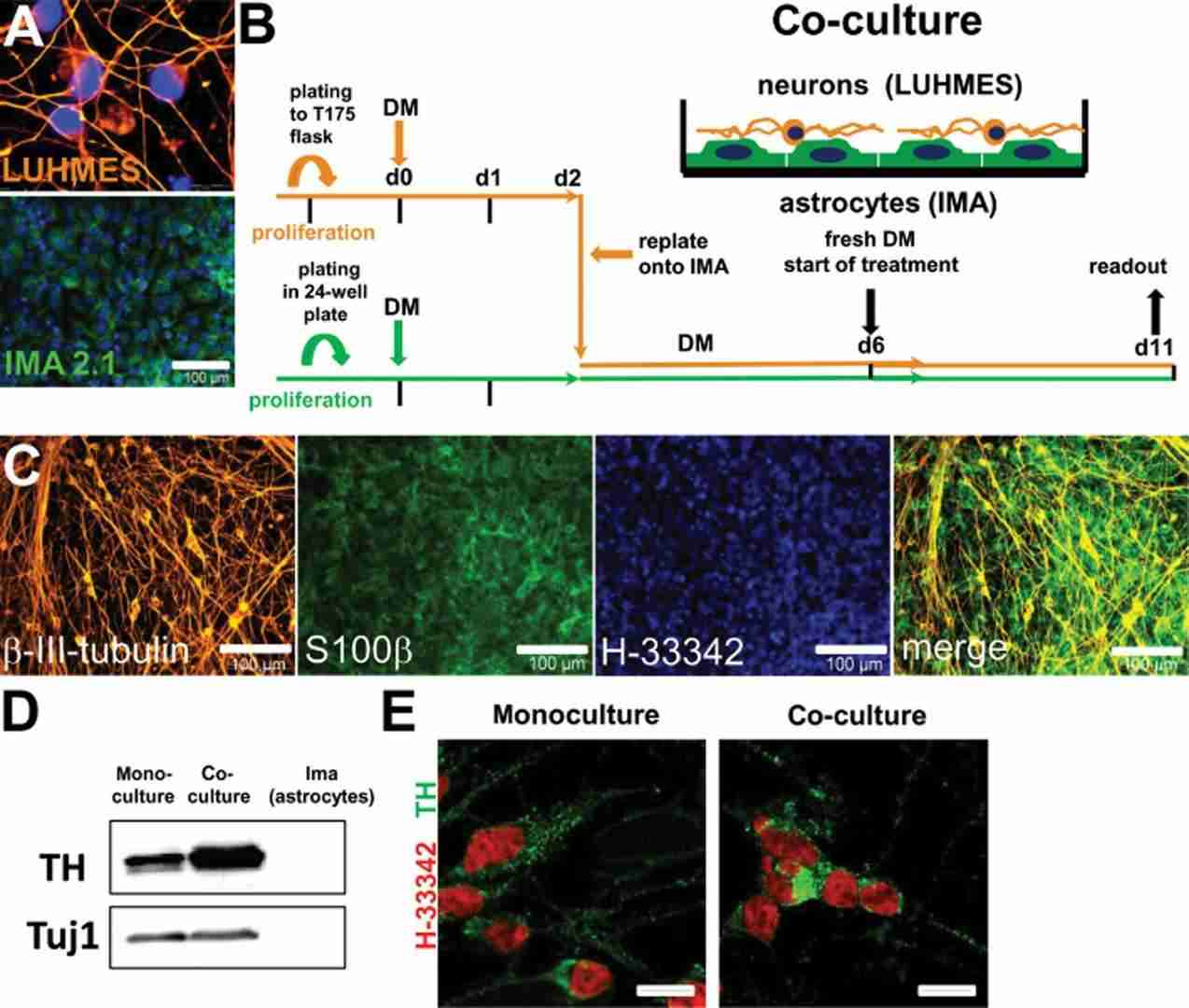 Illustration and description of neuron–astrocyte co-cultures.