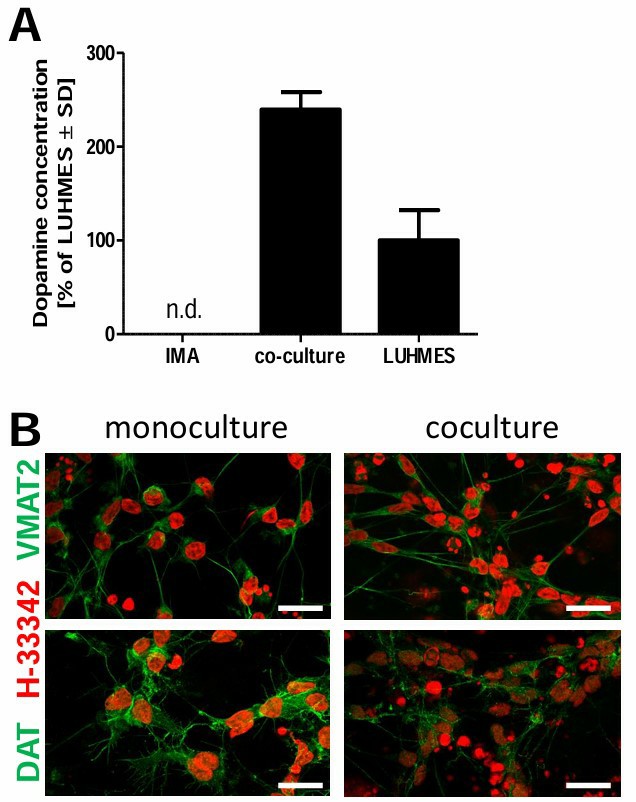 Dopaminergic traits of LUHMES when grown alone and when grown with astrocytes.