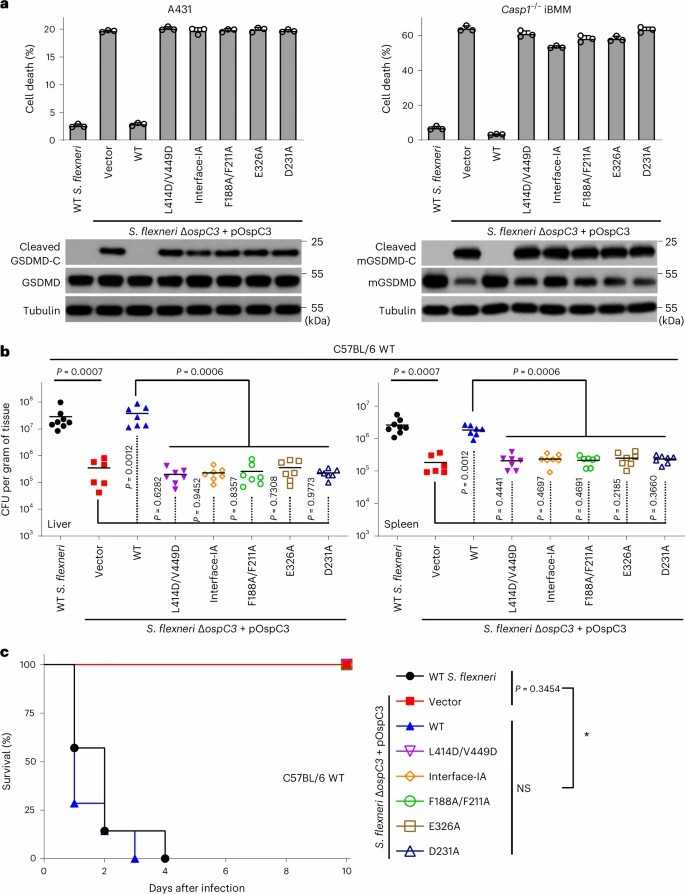 Functional analysis of the structural mechanism by which calmodulin activates OspC3 to target ADP-ribosylating proteinases 4/11.
