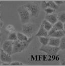 MEF-296 cell line.