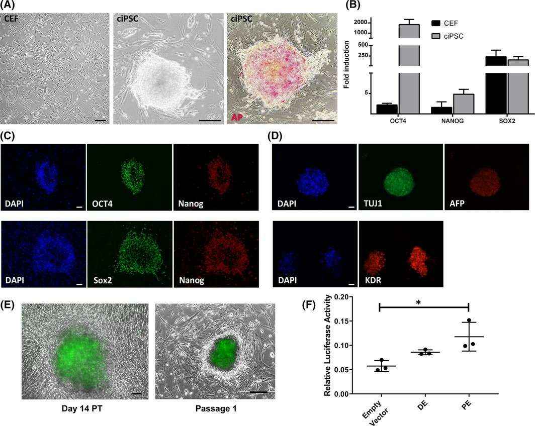 Creation of ciPSC and modulation of endogenous OCT4 expression in ciPSC.