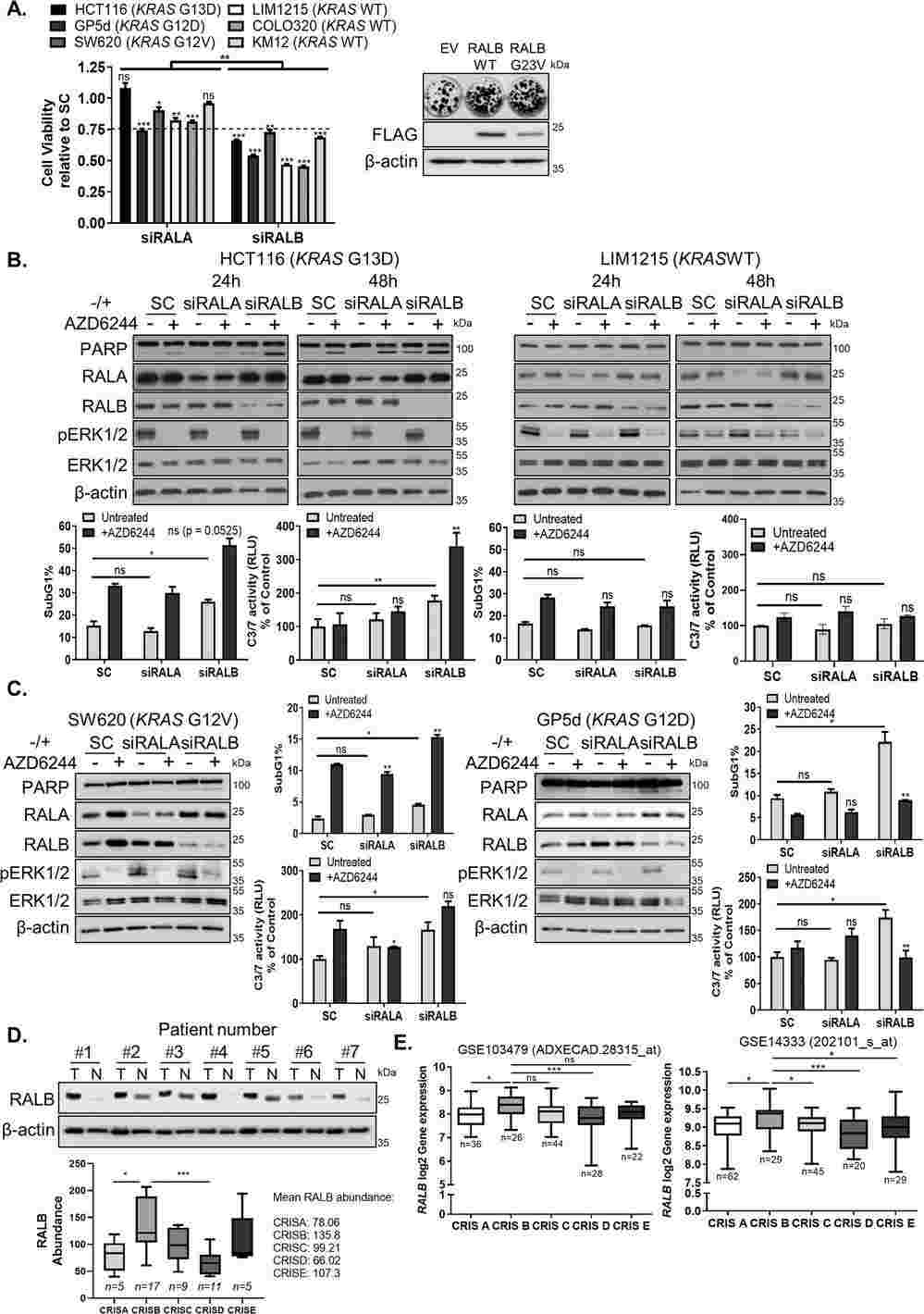 RASMT colorectal cancer cells rely on RALB for their survival.