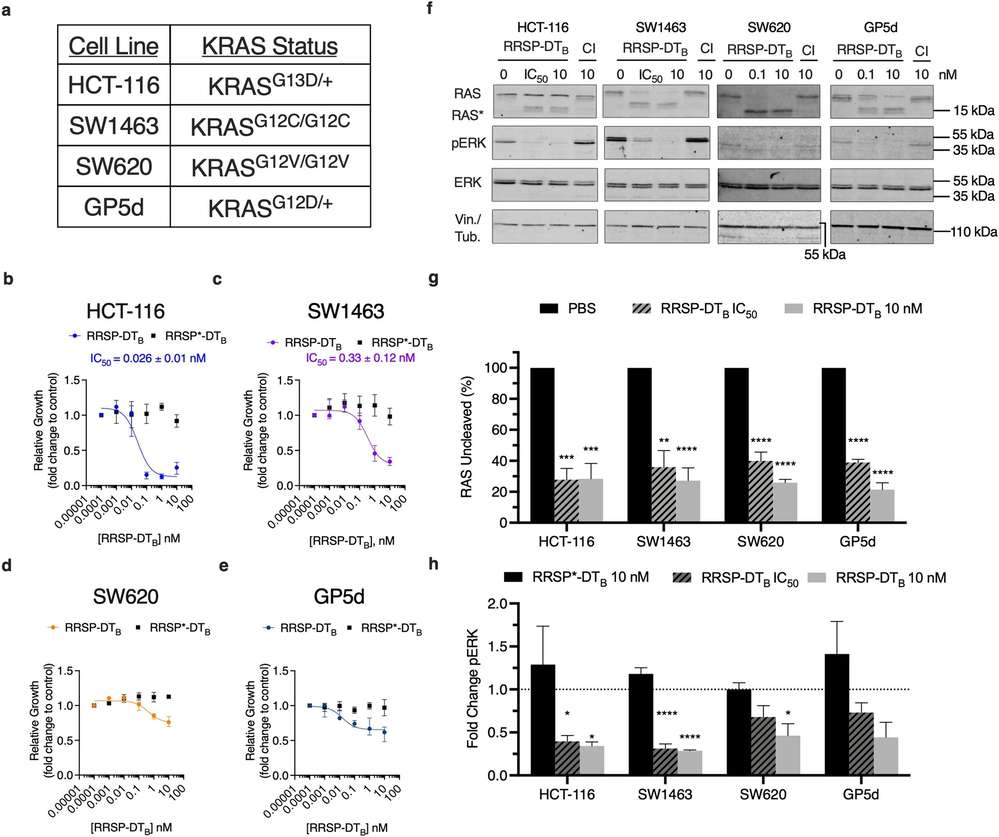 RRSP-DTB inhibits growth in colorectal cancer cell lines.