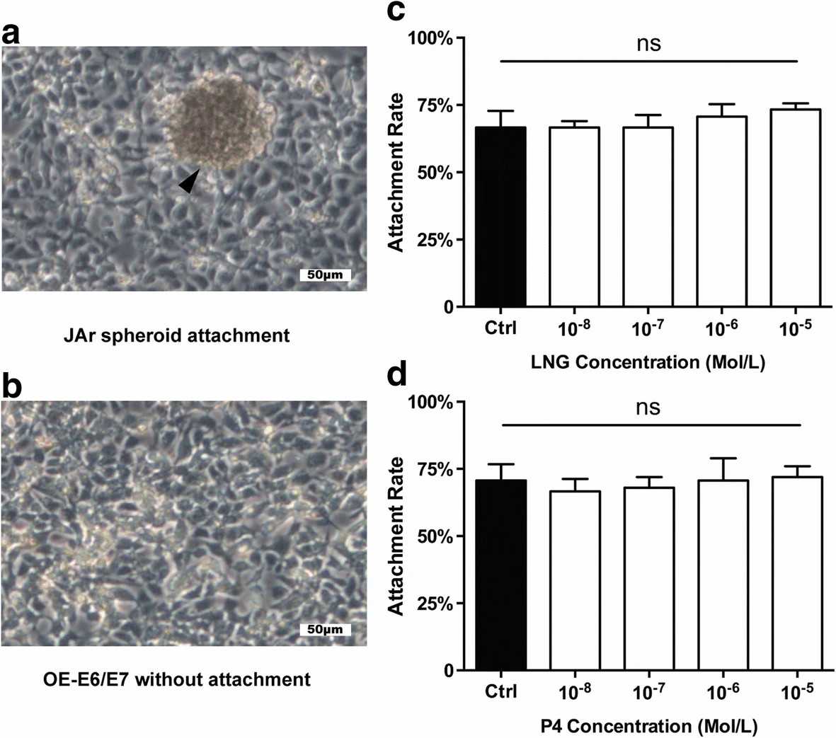 The impact of different concentrations of LNG and P4 on JAr spheroid- fallopian tubal attachment rates.