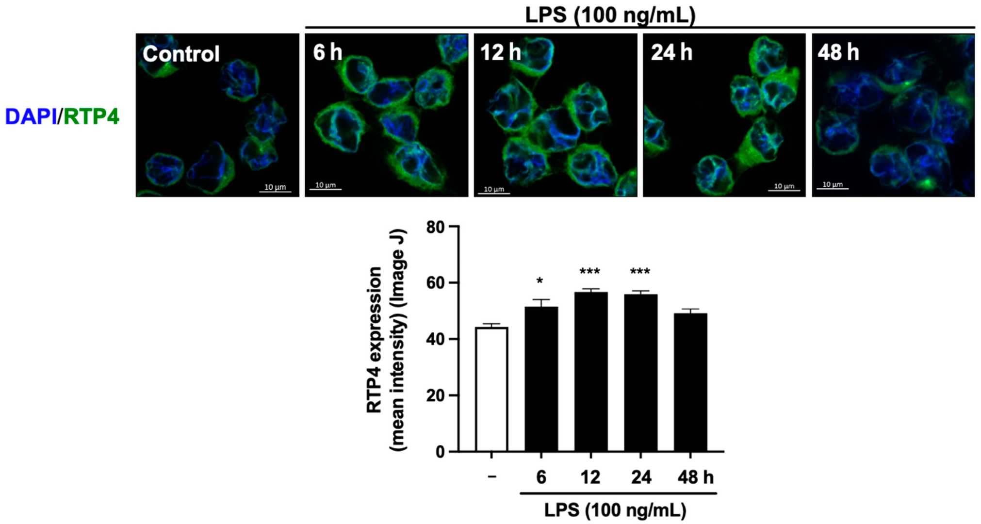 Immunofluorescent analysis reveals the effect of LPS stimulation on RTP4 expression levels.