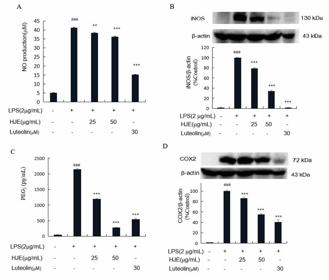The impact of HJE and luteolin on NO production (A), iNOS expression (B), PGE2 generation (C), and COX2 expression (D) in LPS-stimulated SIM-A9 microglial cells.