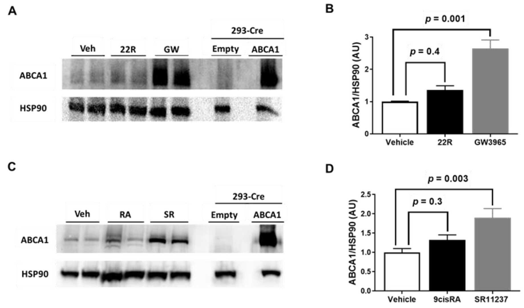 LXR and RXR agonist treatment influences ABCA1 protein expression in immortalized mouse aortic endothelial cells (iMAEC).