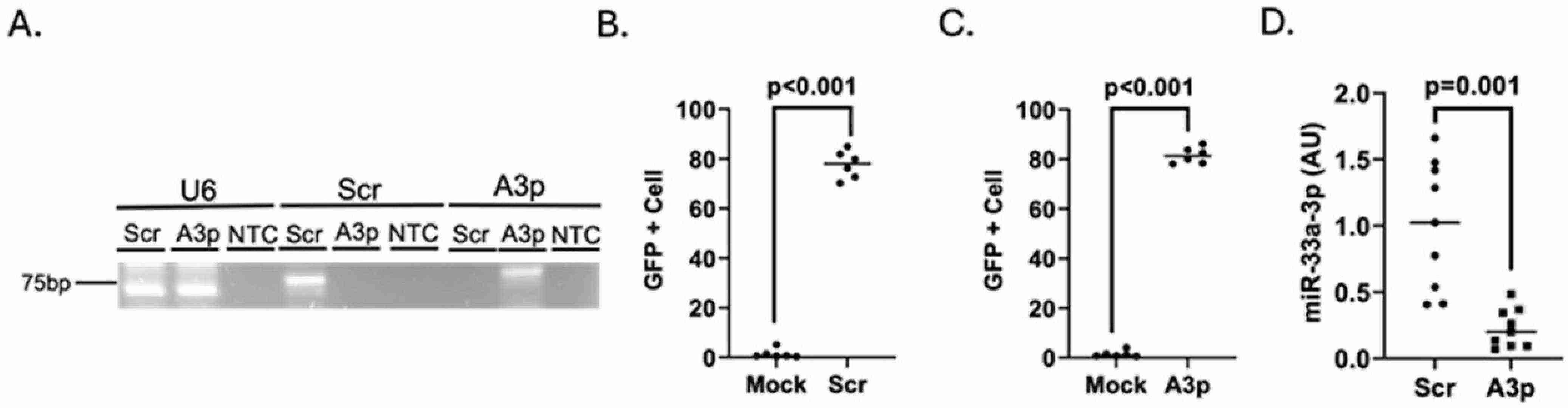 Transfection of pro-inflammatory endothelial cells with pA3p reduces miR-33a-3p expression.