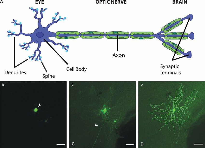 (A) Retinal ganglion cells consist of dendrites, a cell body, an axon, and synaptic terminals. (B-D) Confocal images display various cellular compartments of a mature mouse RGC expressing yellow fluorescent protein.