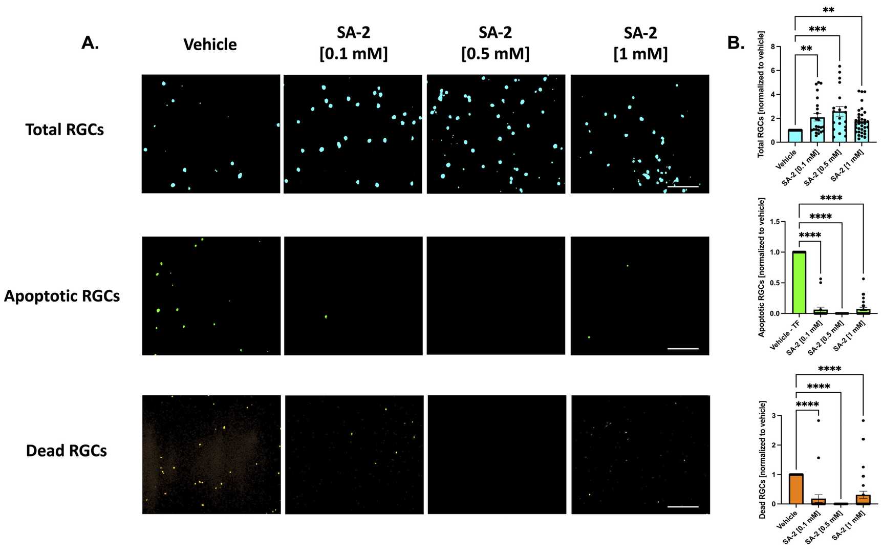 Treatment involves primary retinal ganglion cells (RGCs) sourced from Sprague Dawley rat pups without neurotrophic factors present.