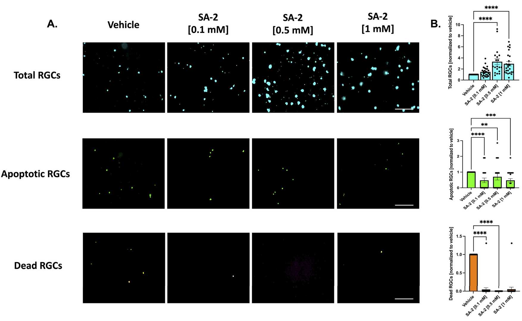 Treatment involves primary retinal ganglion cells (RGCs) sourced from Sprague Dawley rat pups with neurotrophic factors present.