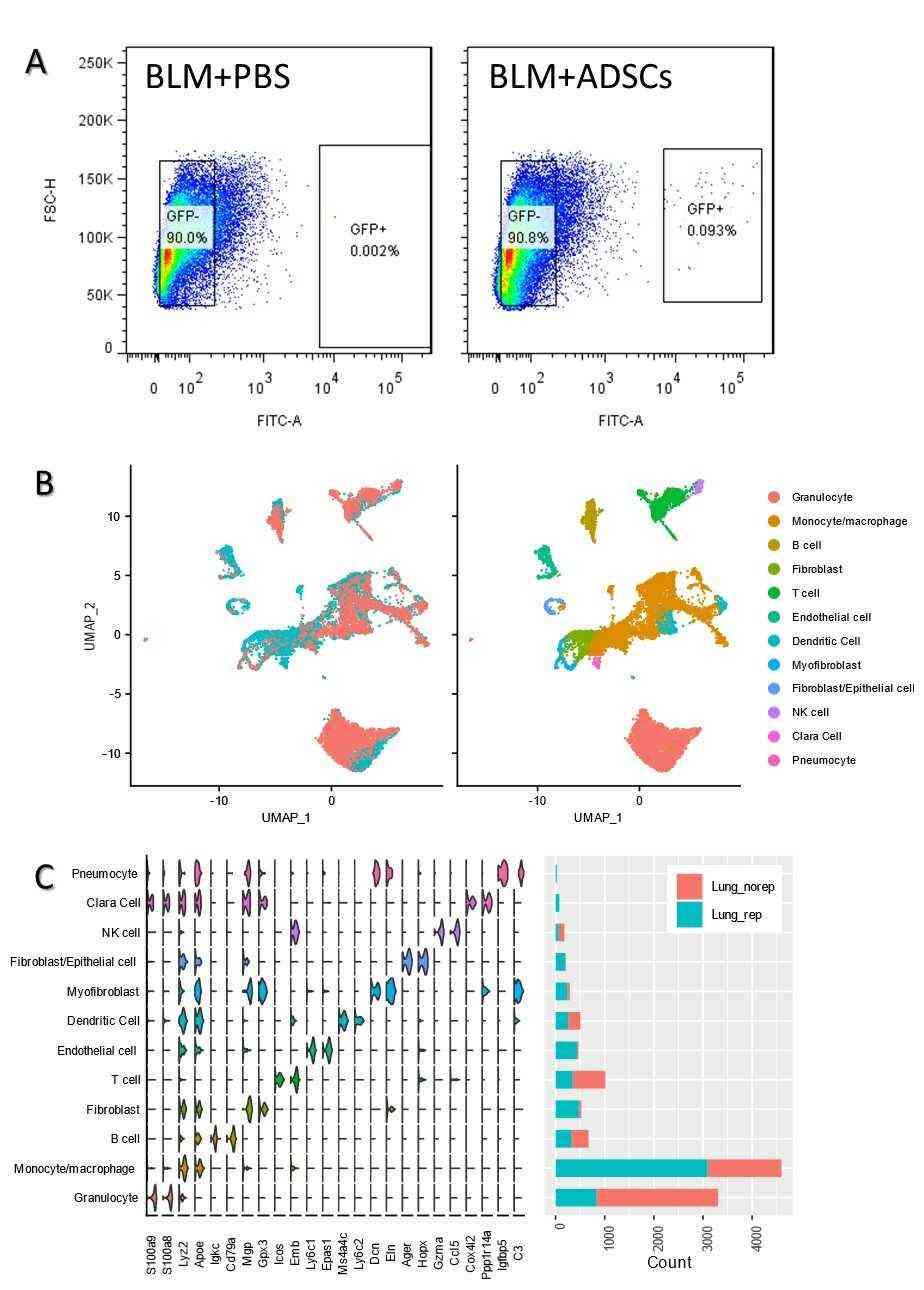 Injection of mouse adipose-derived mesenchymal stem cells through the intratracheal caused increase of monocyte/macrophage population.