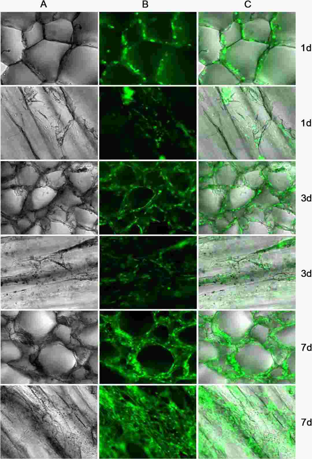 The image of mouse adipose-derived mesenchymal stem cells compatible with the Atelocollagen scaffolds