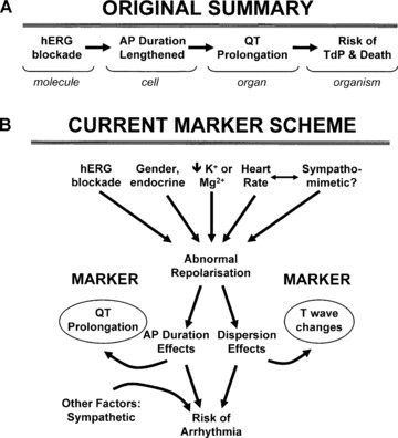 The relationship between hERG blockade and arrhythmogenic risk. (Witchel HJ, 2011)