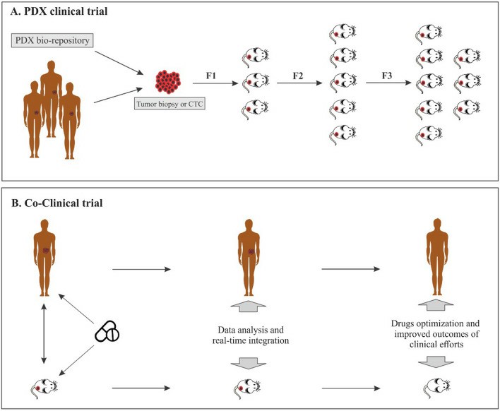 Fig. 1 PDX clinical trial and Co-clinical trial.