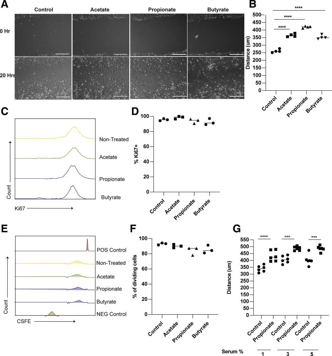 Propionate enhances the migration of intestinal epithelial cells.