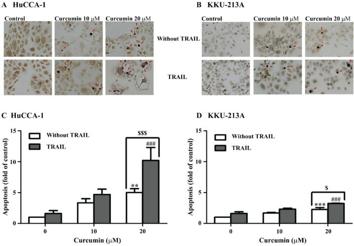 Curcumin enhances the sensitivity of cholangiocarcinoma cells to TRAIL-Induced apoptosis.