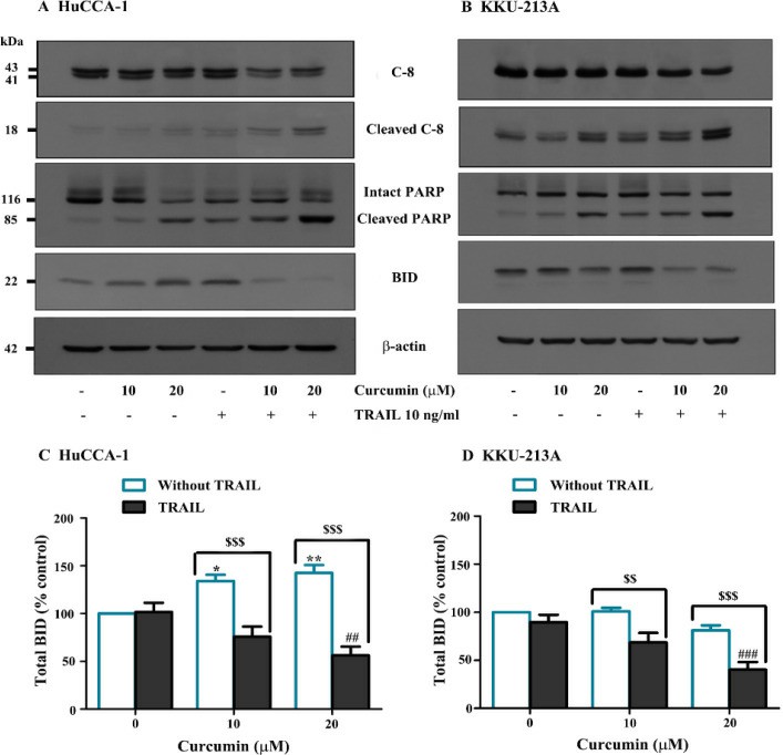 Curcumin modifies the expression of apoptosis-related proteins.