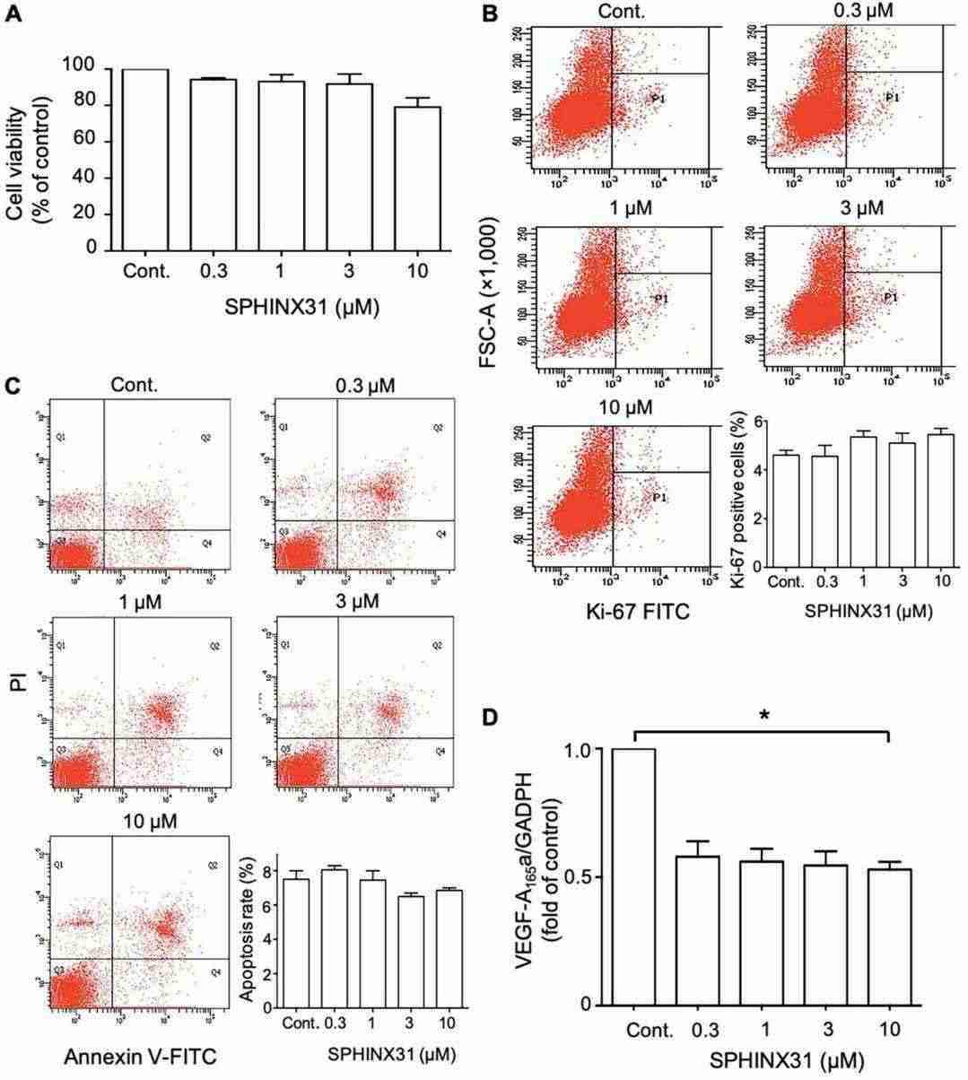 Impact of SPHINX31 on viability, proliferation, apoptosis, and pro-angiogenic VEGF-A165a expression in HuCCA-1 cells.