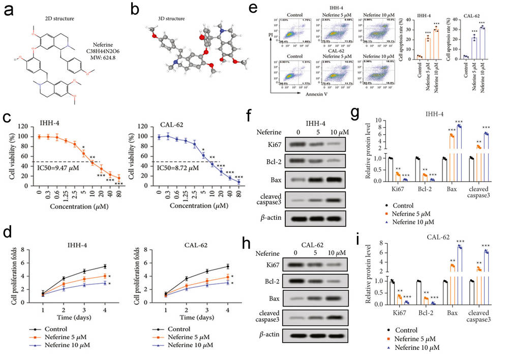 Neferine inhibited the growth of thyroid cancer cells and promoted their apoptosis.