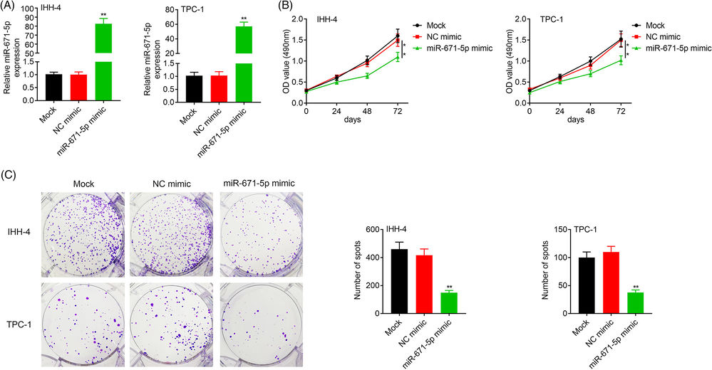 In IHH-4 and TPC-1 cells, introducing a miR-671-5p mimic elevated miR-671-5p levels (A) and reduced cell viability and growth (B-C) relative to the NC mimic.