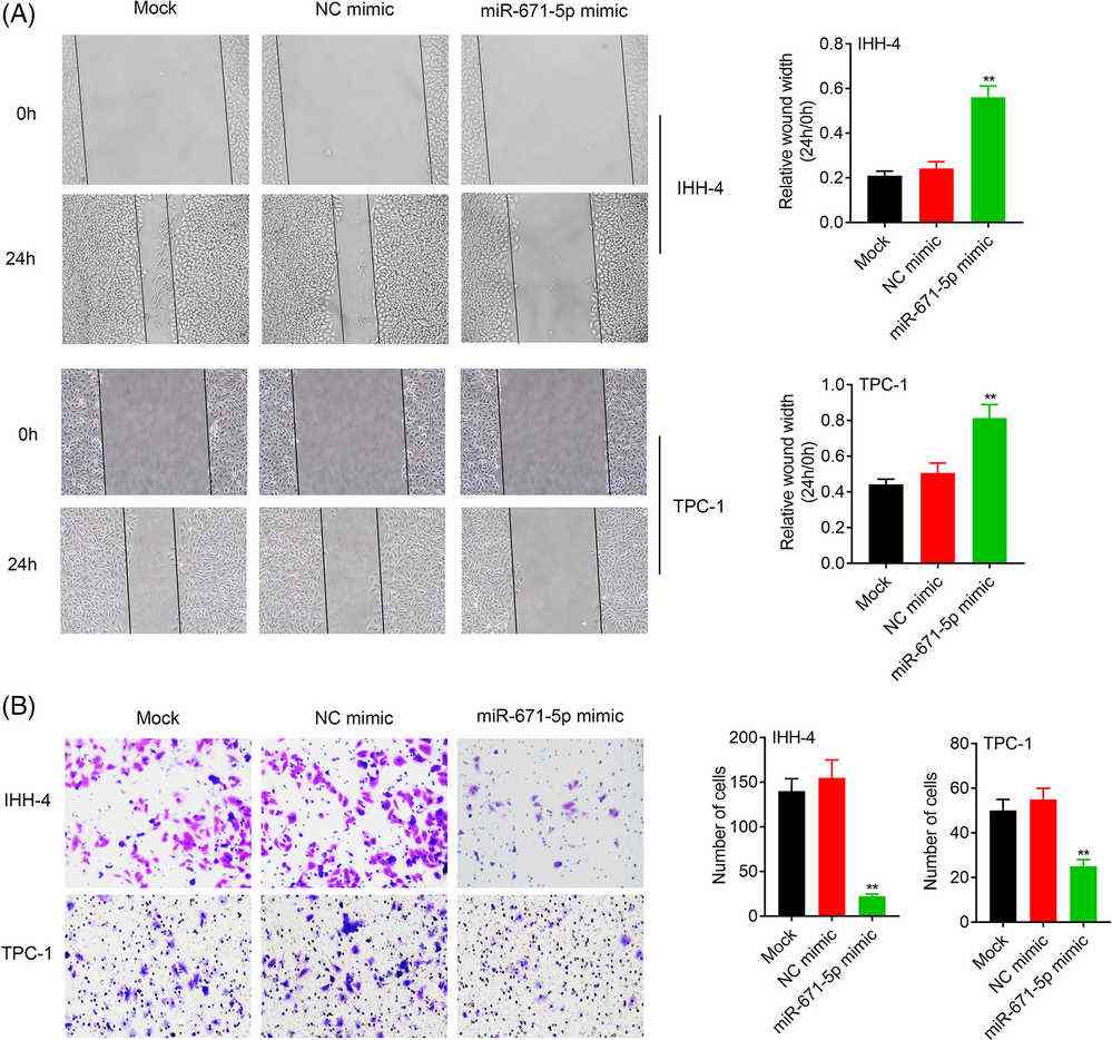 In IHH-4 and TPC-1 cells, transfection with a miR-671-5p mimic led to reduced cell migration (A) and invasion (B) compared to the NC mimic.