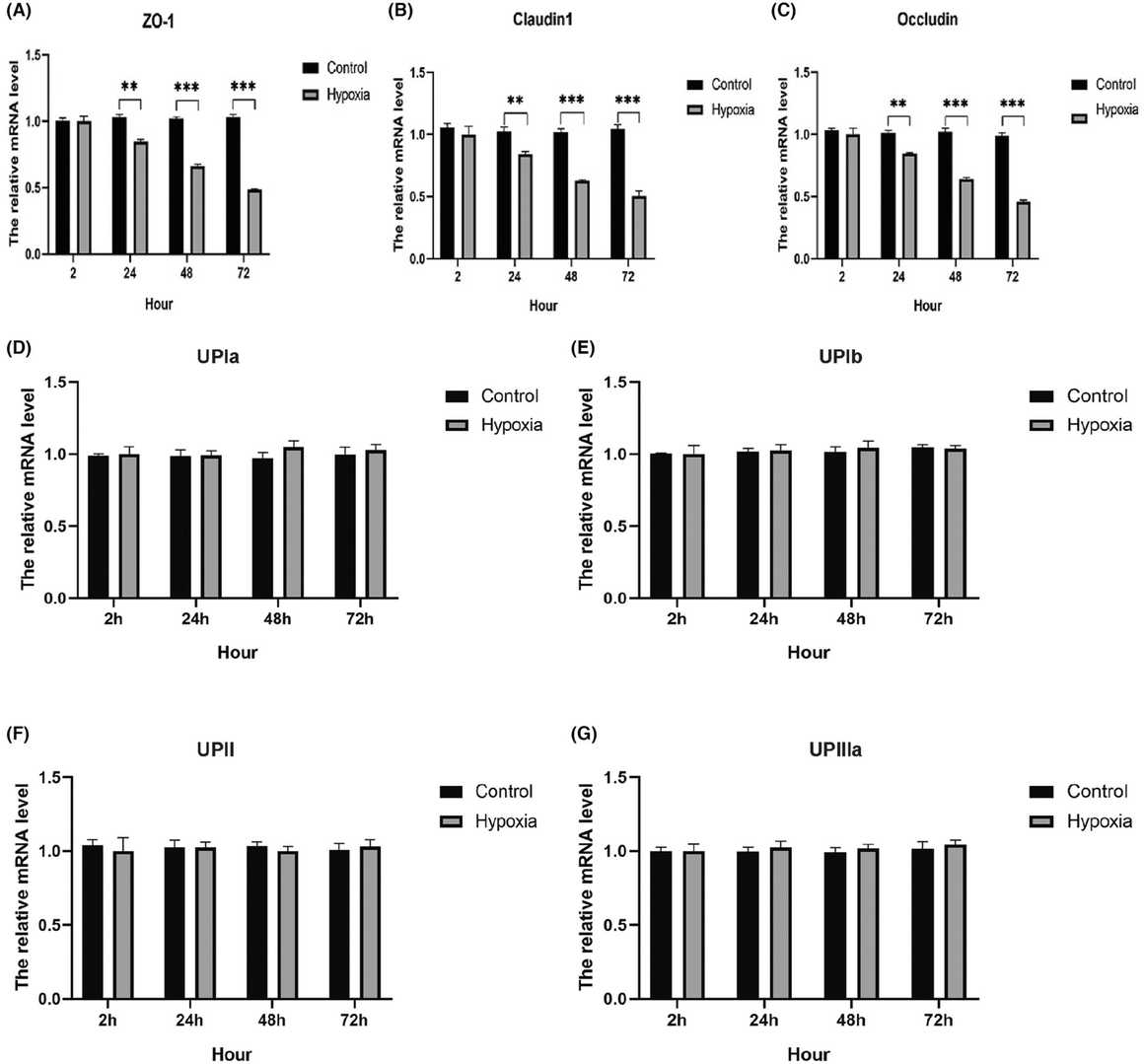 Impact of hypoxia on expression of genes related to urothelial barrier.