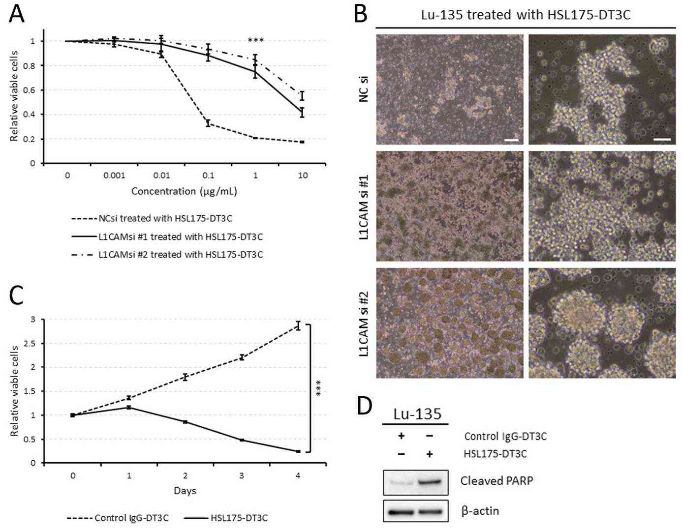 The Lu-135 cells exhibit a high degree of sensitivity to HSL175-DT3C conjugates.