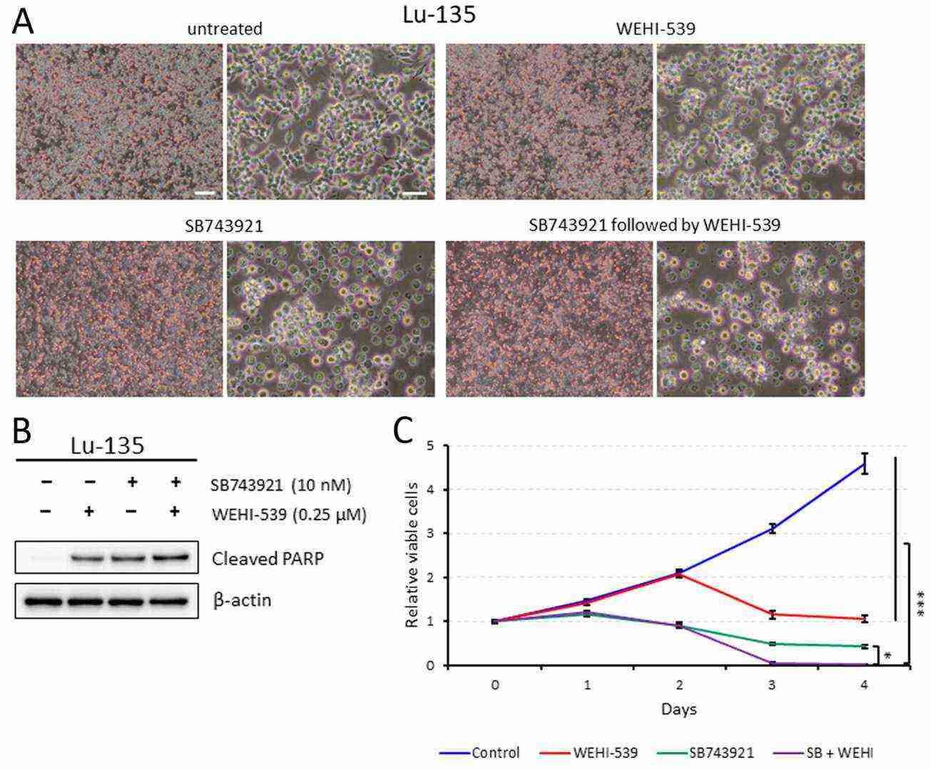 Administering SB743921 followed by WEHI-539 in sequence significantly reduces the viability of Lu-135 cells.