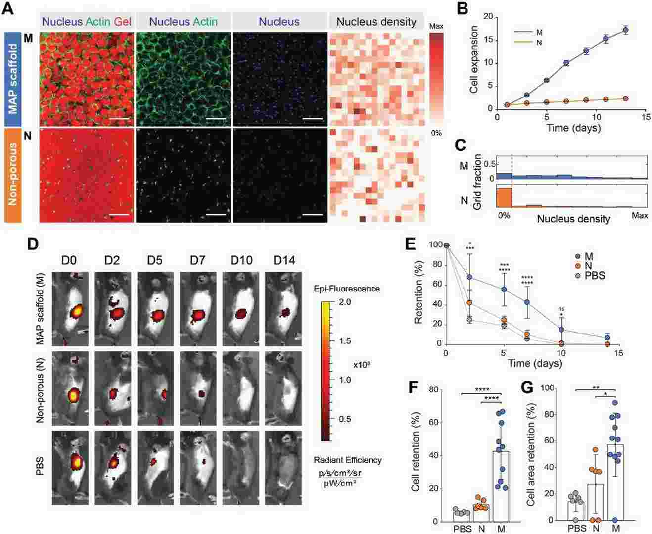 MAP scaffolds, characterized by their controlled microporosity, enhance cellular proliferation in vitro and improve retention in vivo.