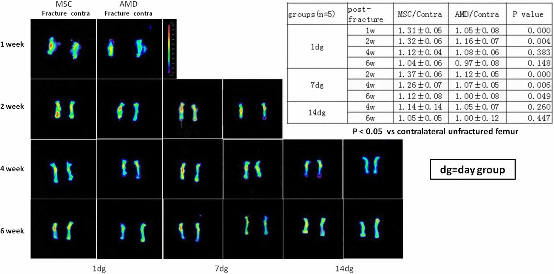 Example photographs from fluorescence imaging alongside a semiquantitative analysis.