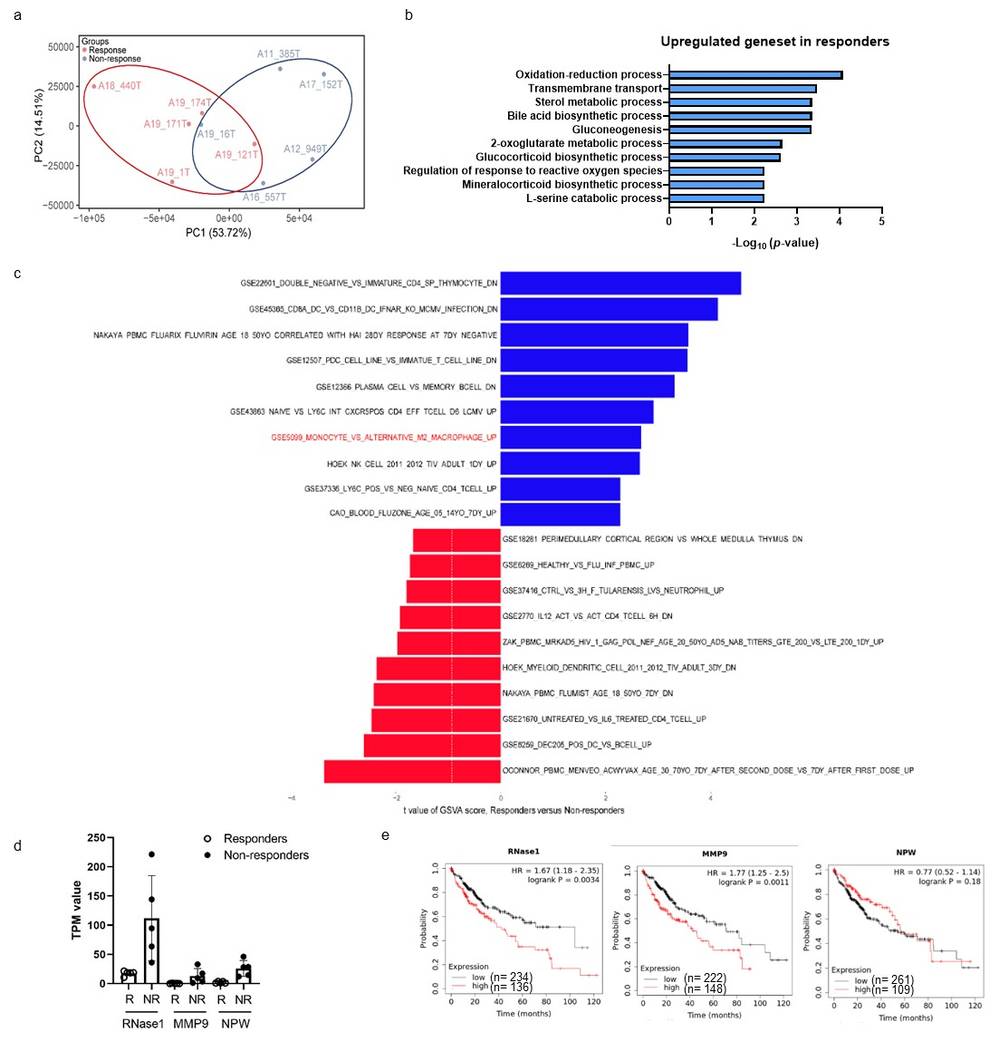 GO analysis of RNA sequencing data, examining the correlation between RNase1 expression and overall survival (OS) rates in human cancers.
