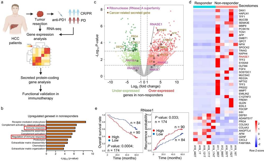 There is a correlation between RNase1 expression and the extensive infiltration of immunosuppressive myeloid cells.