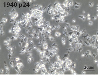 Morphology of immortalized mouse dendritic cells (MutuDC1940) line cultures.