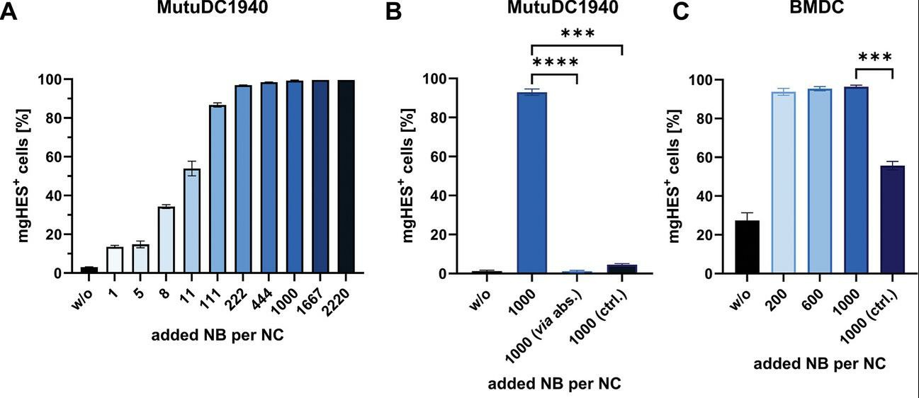 Determination of the optimal NB amount via in vitro studies with dendritic cells.