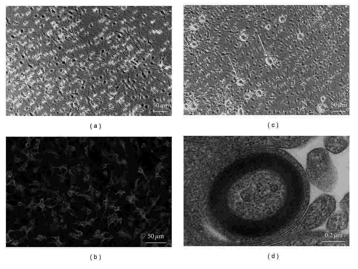 IFRS1 cells exhibited characteristic Schwann cell features, including a spindle-shaped morphology (a), strong immunoreactivity to vimentin (b), and the ability to form myelin sheaths when co-cultured with adult rat DRG neurons (c, d).