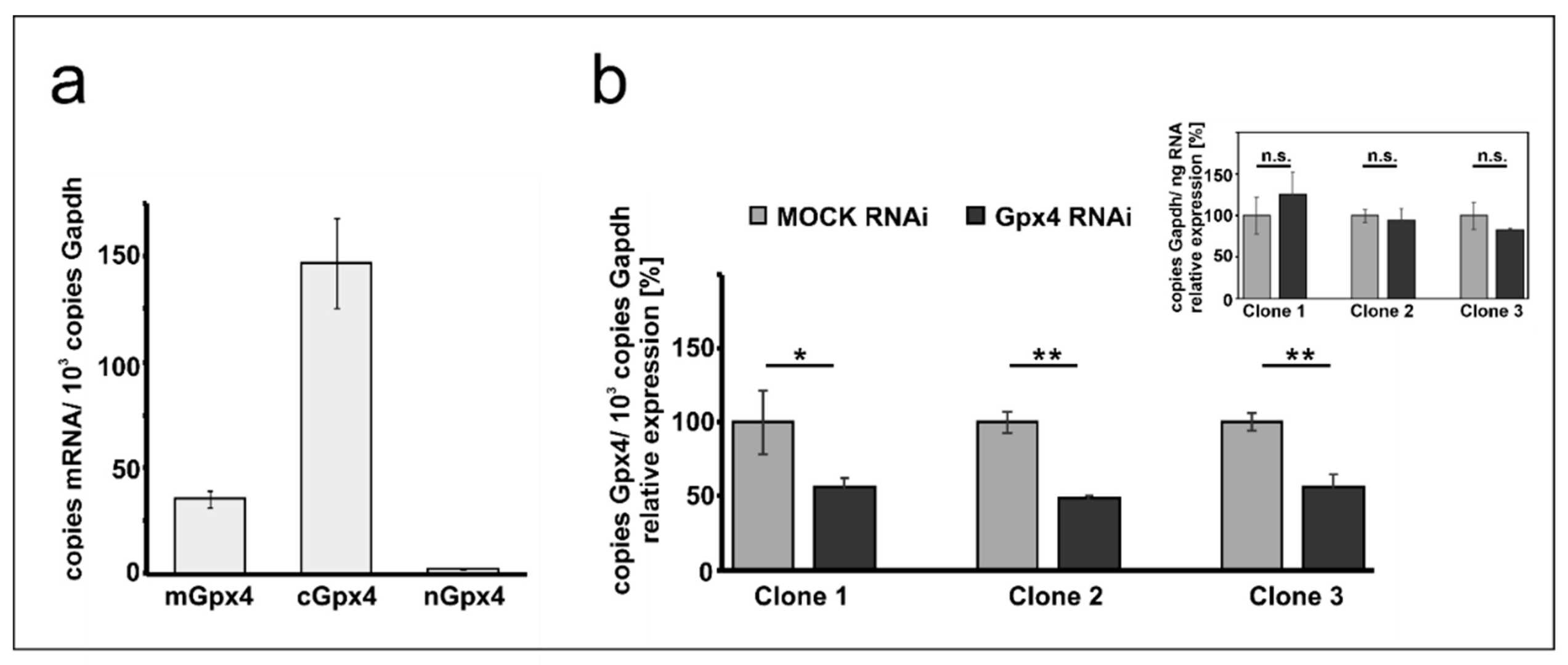 Gpx4 isoform expression in both native and transfected MEL cells.