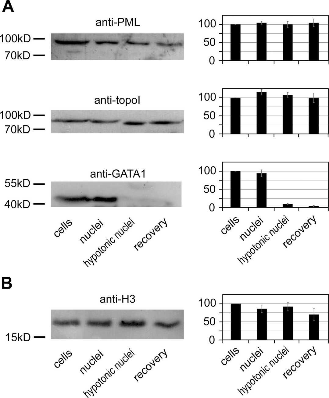 Retention of PML, DNA topoisomerase I, GATA–1, and histone H3 in nuclei following cell lysis and subsequent treatments.