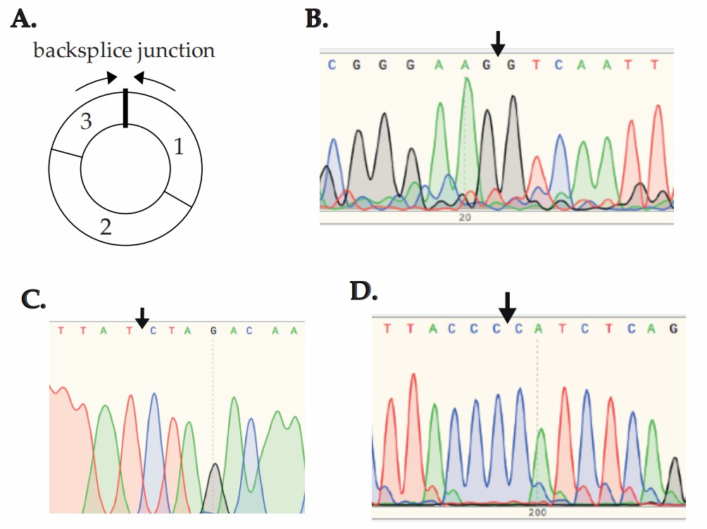 Sanger sequencing verification of CircRNA Backsplice junctions in cell culture experiments.
