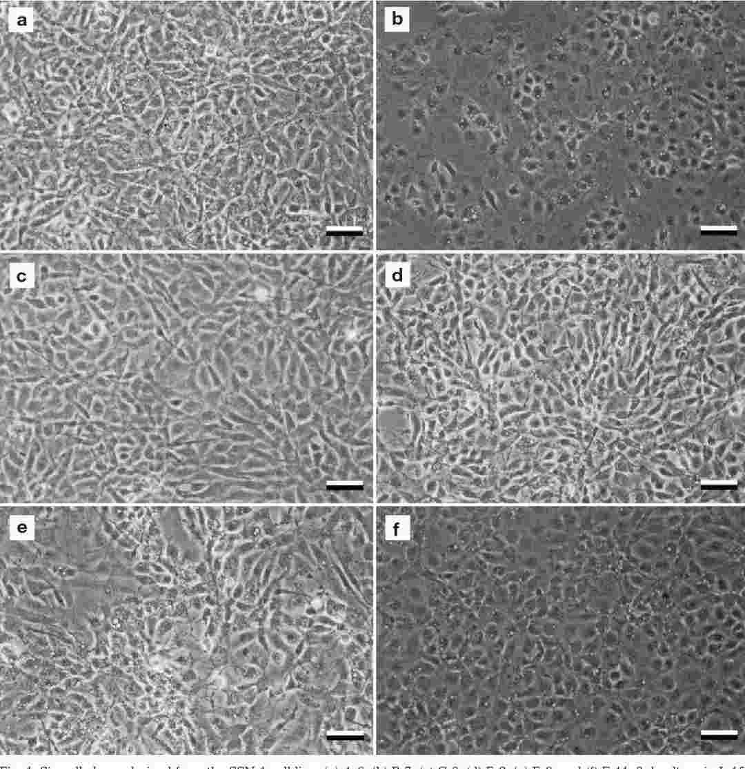 Six cell clones were obtained from the SSN-1 cell line.