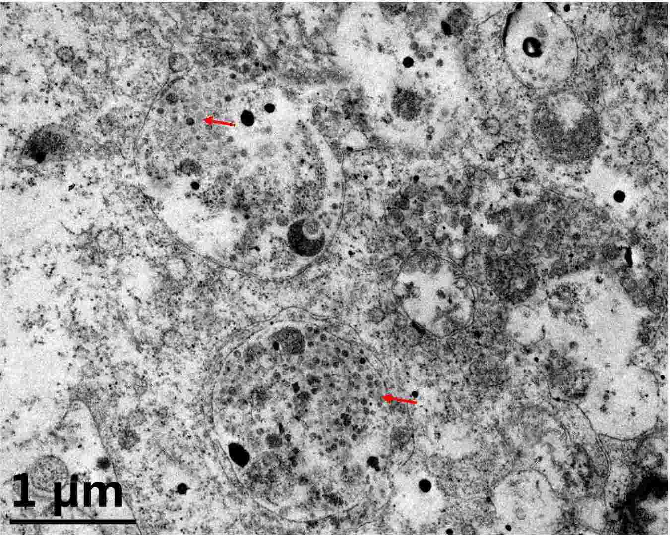 An electron micrograph shows viral aggregates (indicated by arrows) within the inclusion body of SSN-1 cells infected by the filtrate from naturally infected Murray cod fry tissue samples.