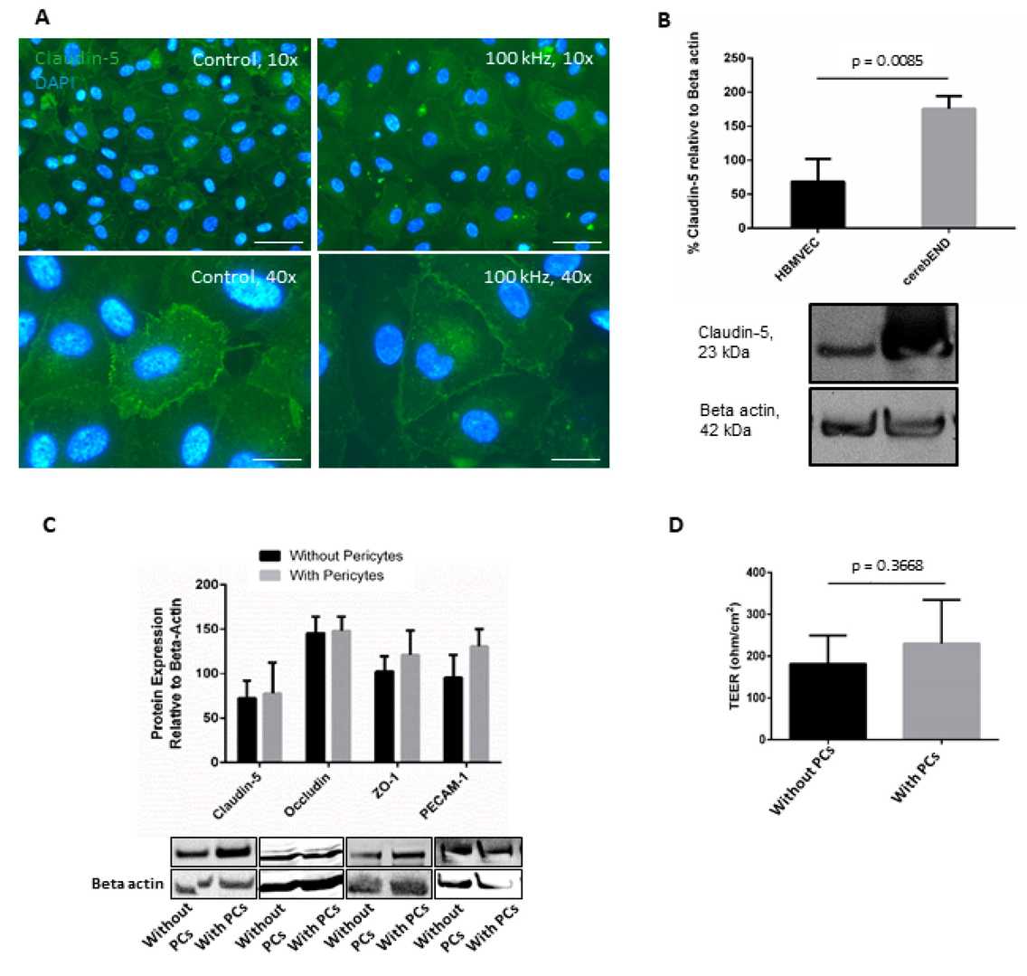 The addition of pericytes to culture increased human brain microvascular endothelial cells barrier properties.