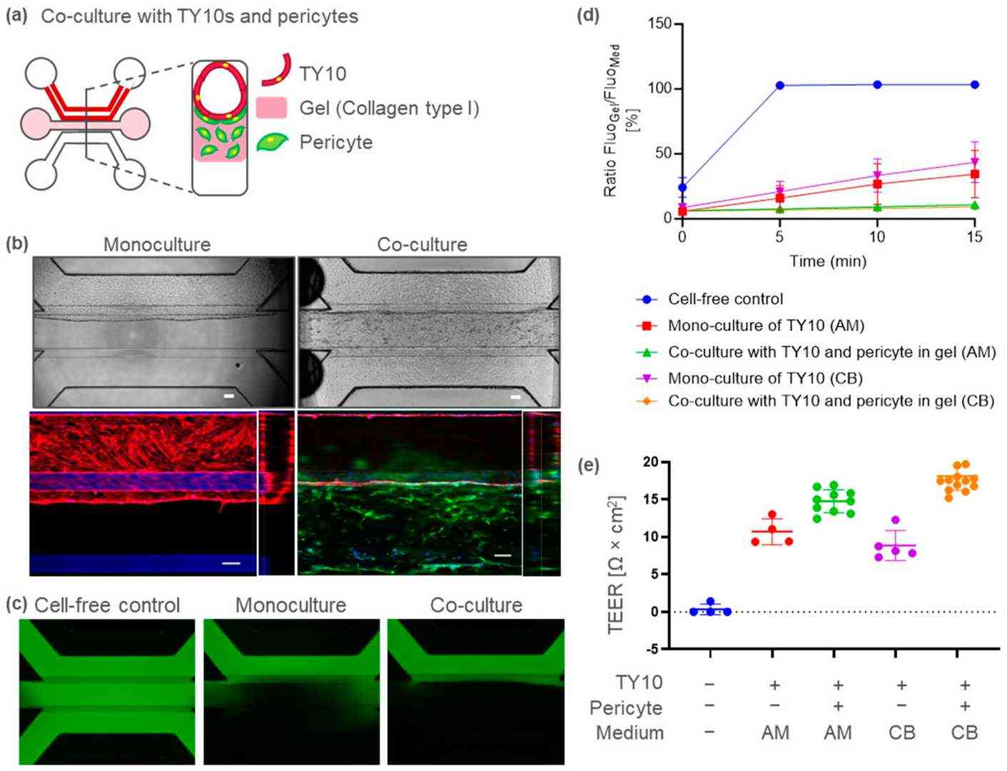 A BBB-on-a-chip model containing TY10 brain endothelia and pericytes.
