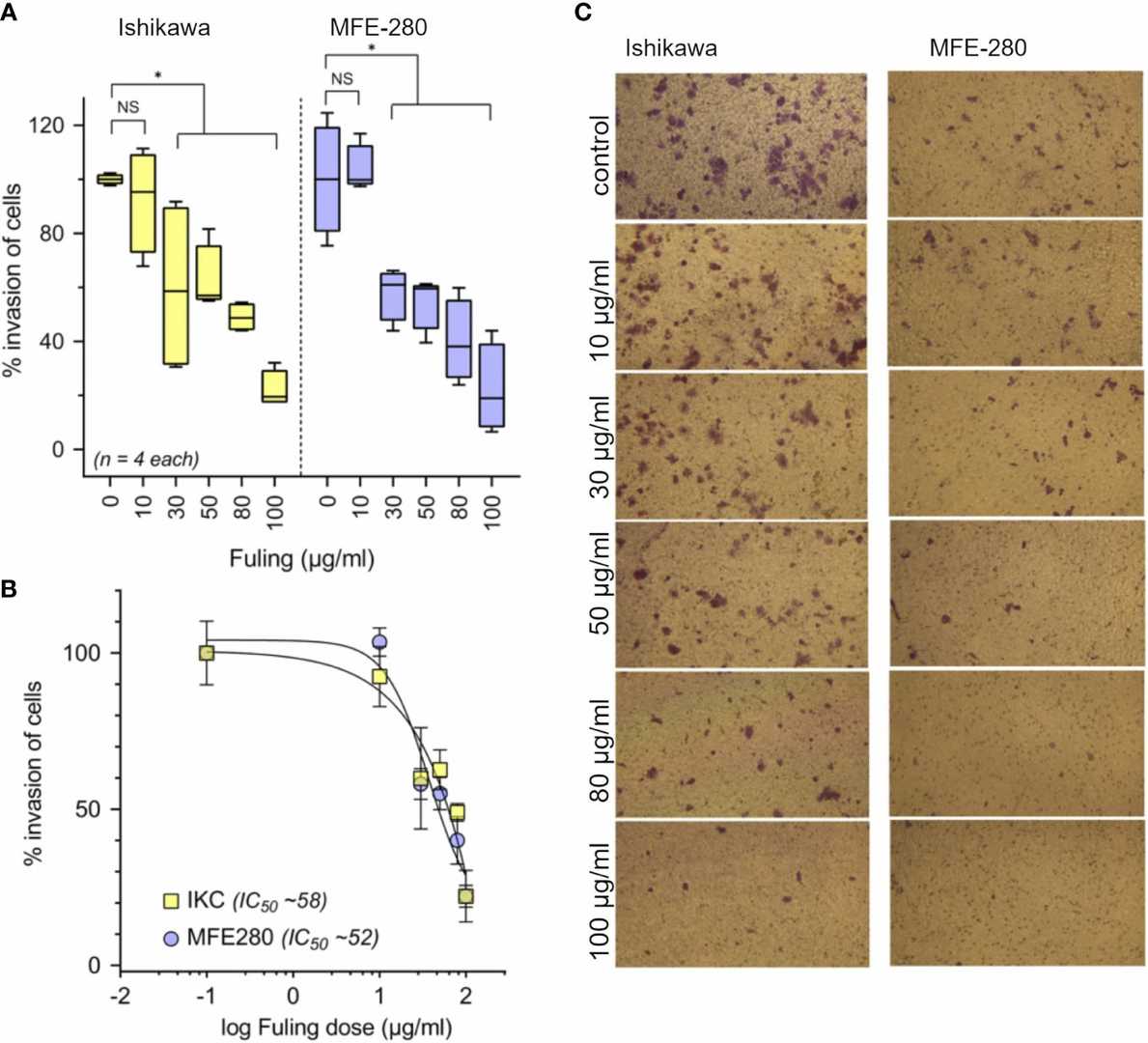 Fuling suppresses the invasive capacity of Ishikawa and MFE-280 cells in a dose-dependent manner.