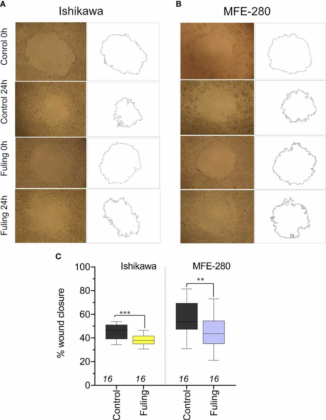 Fuling (80 µg/ml) significantly reduces cell motility, as indicated by slower wound closure in Ishikawa and MFE-280 monolayers compared to vehicle-treated controls.